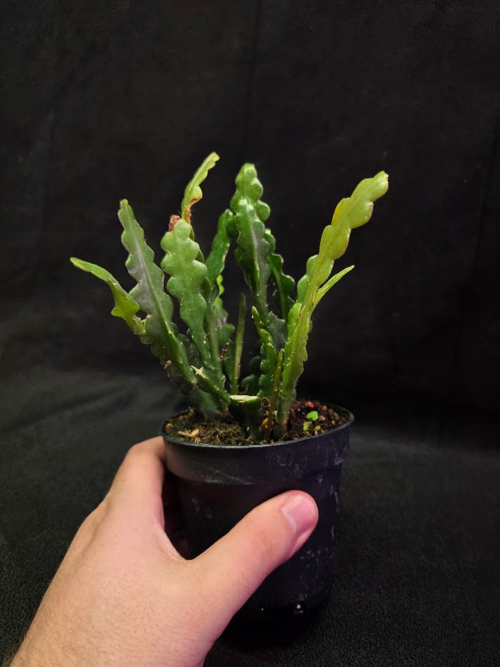 Fishbone Cactus #02