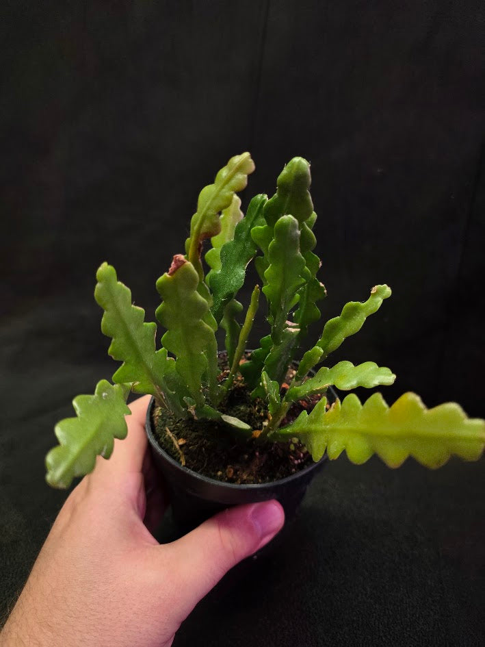 Fishbone Cactus #02
