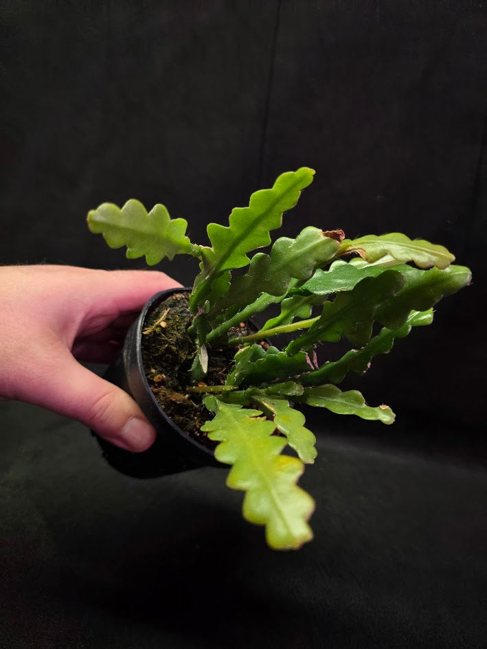 Fishbone Cactus #02